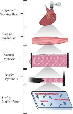 Ex vivo Methods for Measuring Cardiac Muscle Mechanical Properties